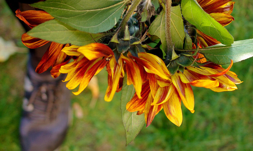 Efter den första, stora blomman fortsätter solrosen ’Ruby’ F1 att blomma med lite mindre blommor ända tills frosten kommer. Foto: Lovisa Back