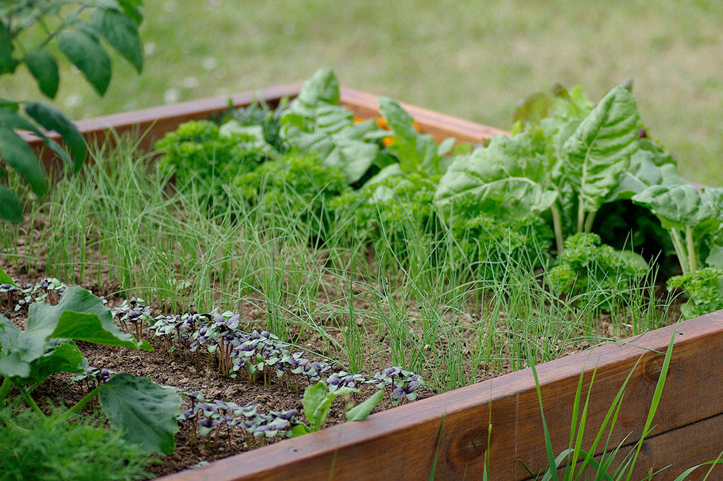 Nelson_Garden_How to get rid of weeds_Image2.jpg