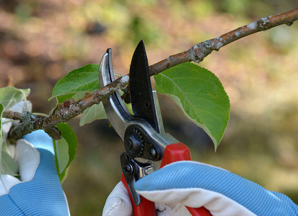 En röd sekatör som knipsar av en gren.